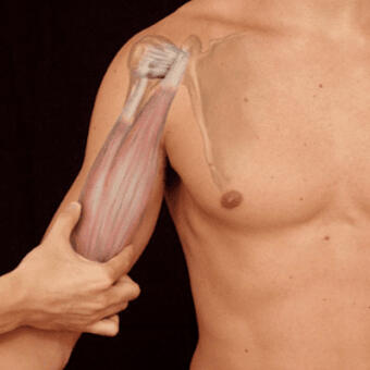 Assoform ISM APS Corso di Anatomia Palpatoria